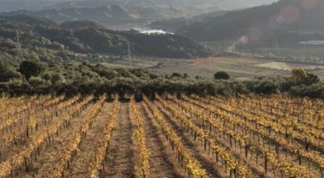 winery-vignoble-cantine-benvenuto-11
