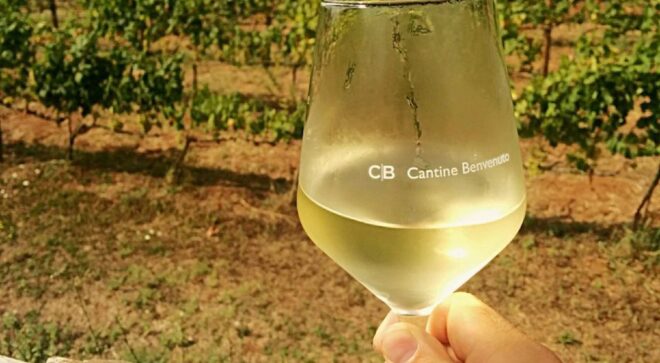winery-vignoble-cantine-benvenuto-12