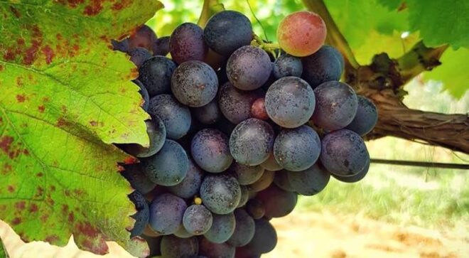winery-vignoble-cantine-benvenuto-5