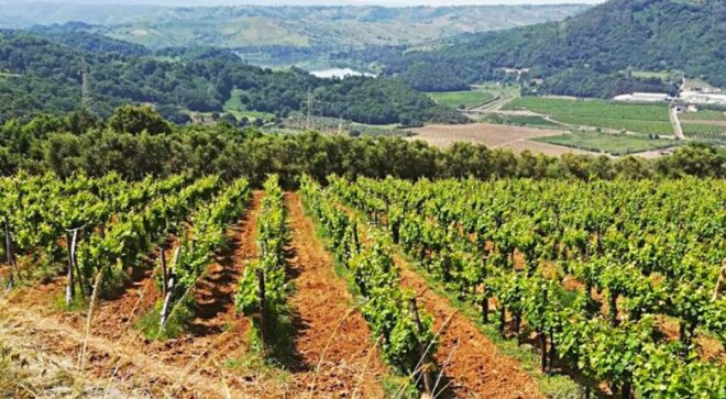 winery-vignoble-cantine-benvenuto-8