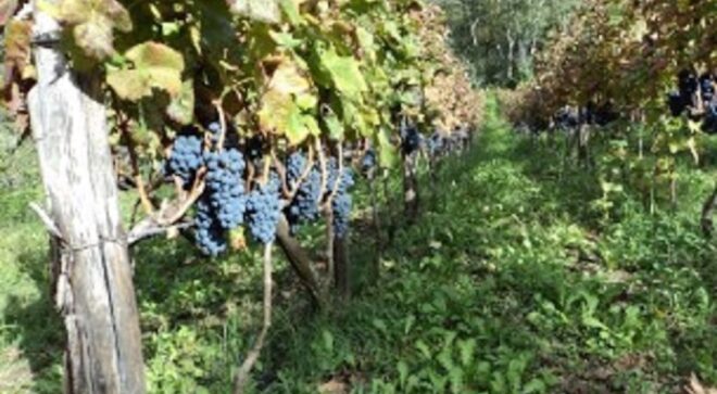 winery-vignoble-cantine-giraldi&giraldi-1