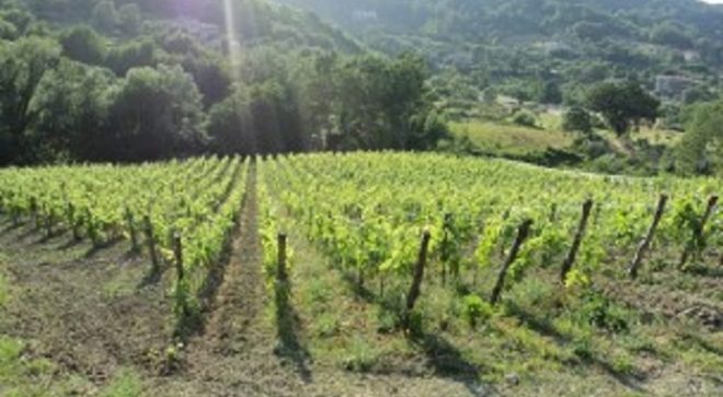 winery-vignoble-cantine-giraldi&giraldi-2