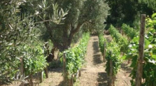 winery-vignoble-cantine-giraldi&giraldi-3