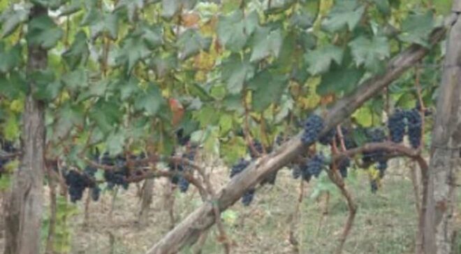 winery-vignoble-cantine-giraldi&giraldi-4