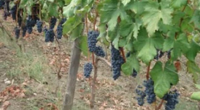 winery-vignoble-cantine-giraldi&giraldi-5