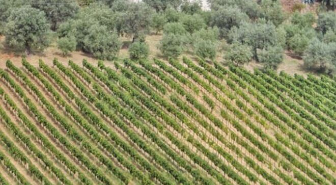 winery-vignoble-cantine-greco-2