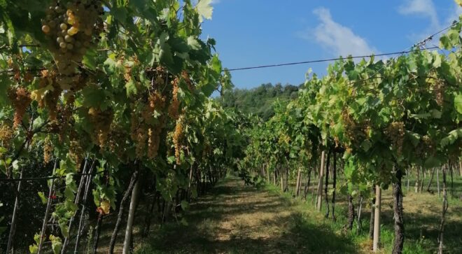 winery-vignoble-castello-04