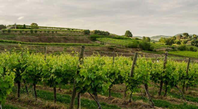 winery-vignoble-castello-05