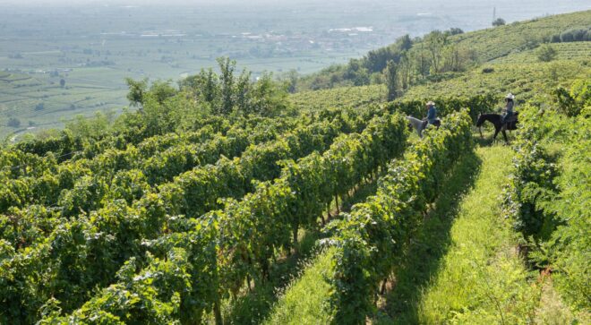 winery-vignoble-castello-10