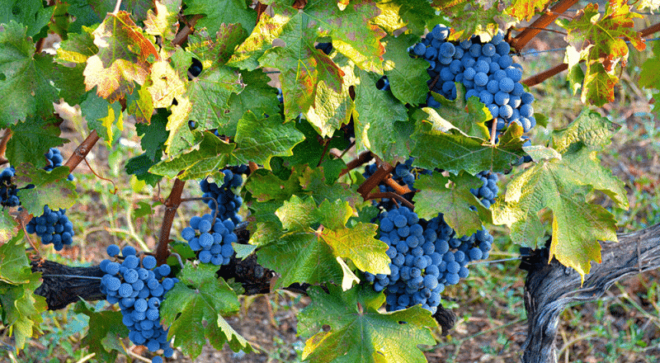 winery-vignoble-castello-di-bolgheri-1