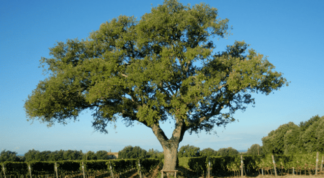 winery-vignoble-castello-di-bolgheri-2