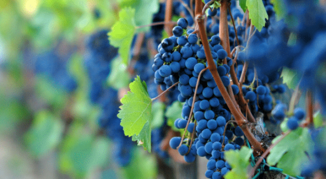 winery-vignoble-castello-di-bolgheri-4