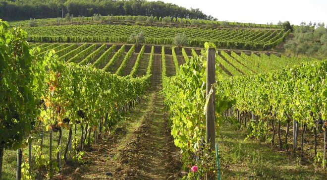 winery-vignoble-cinciole-4