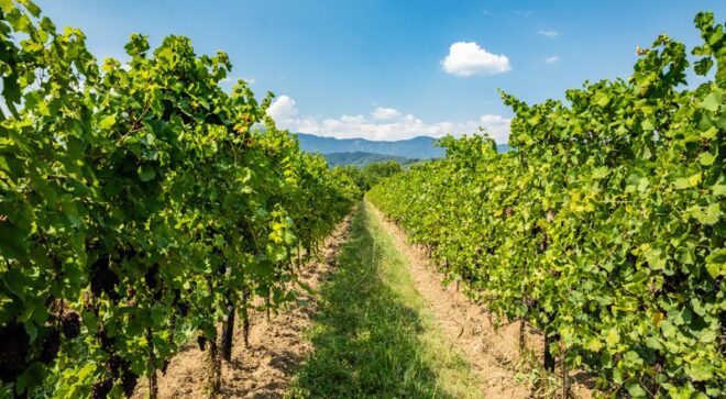 winery-vignoble-colli-del-soligo-11