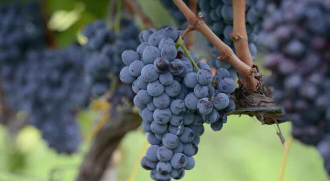 winery-vignoble-dell-aera-7