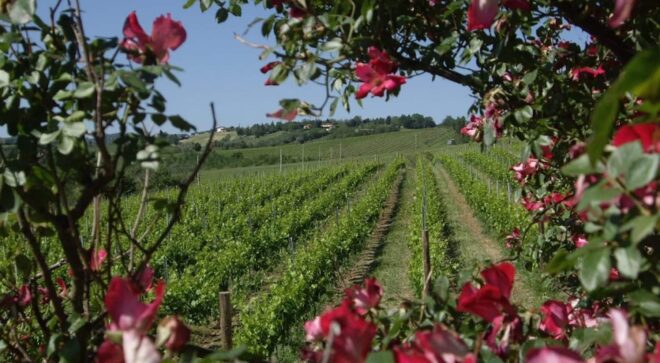 winery-vignoble-drei-dona-tenuta-la-palazza