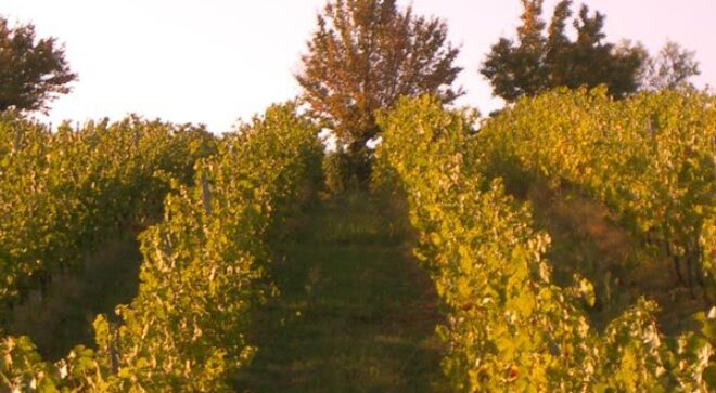 winery-vignoble-dreidona-3