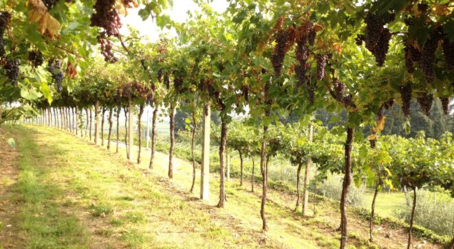 winery-vignoble-farina (4)