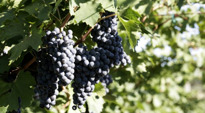 winery-vignoble-farina (6)