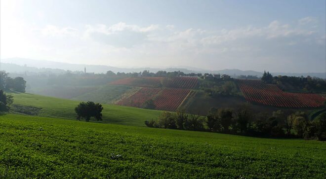 winery-vignoble-fattoria-moretto