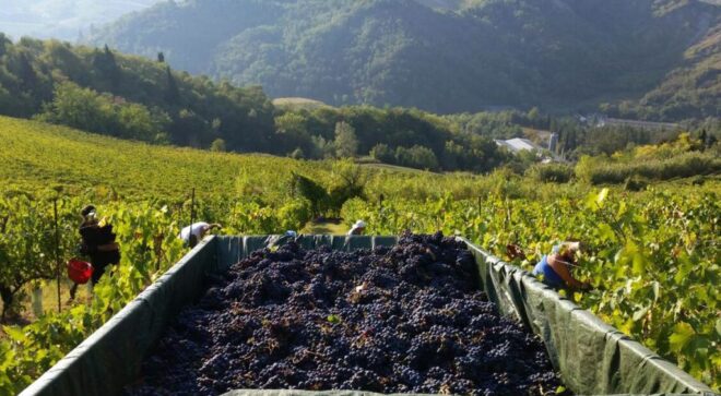 winery-vignoble-fattoria-nicolucci-2