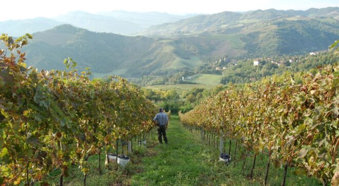 winery-vignoble-fattoria-nicolucci-3