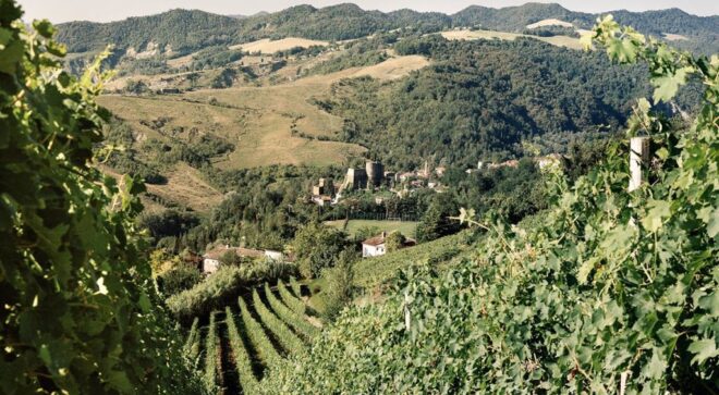 winery-vignoble-fattoria-nicolucci-6