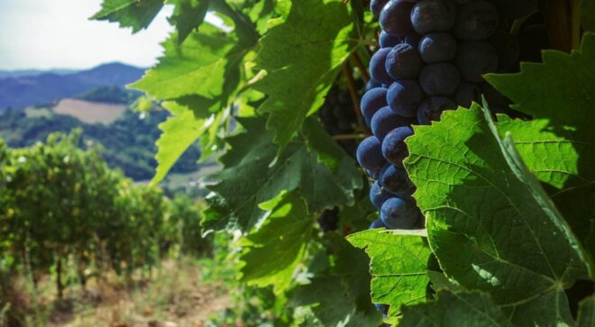 winery-vignoble-fattoria-nicolucci-7