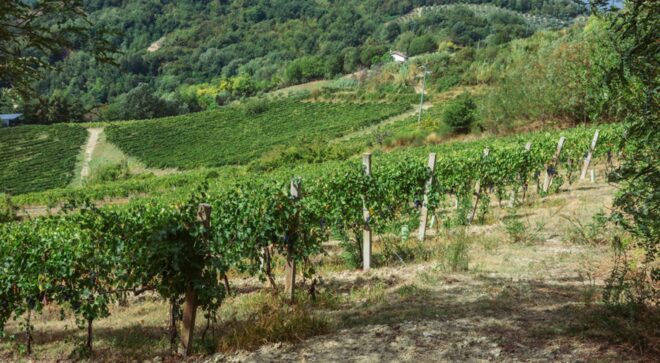 winery-vignoble-fattoria-nicolucci