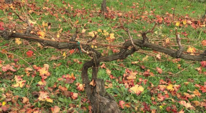winery-vignoble-fattorio-moretto (1)