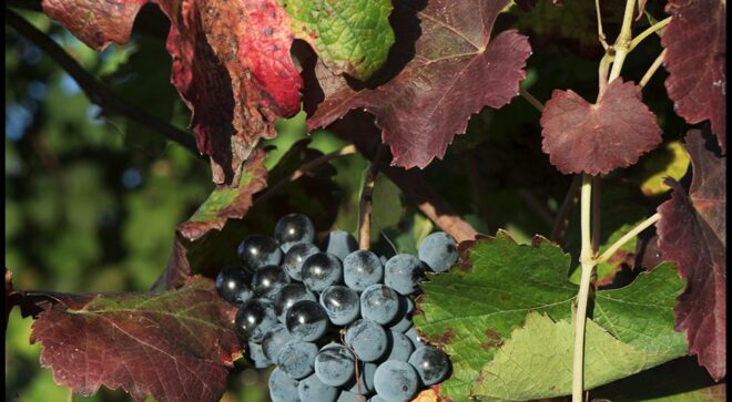 winery-vignoble-fattorio-moretto (13)