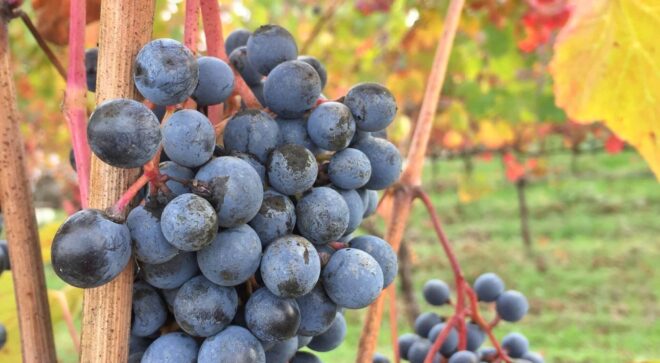 winery-vignoble-fattorio-moretto (28)