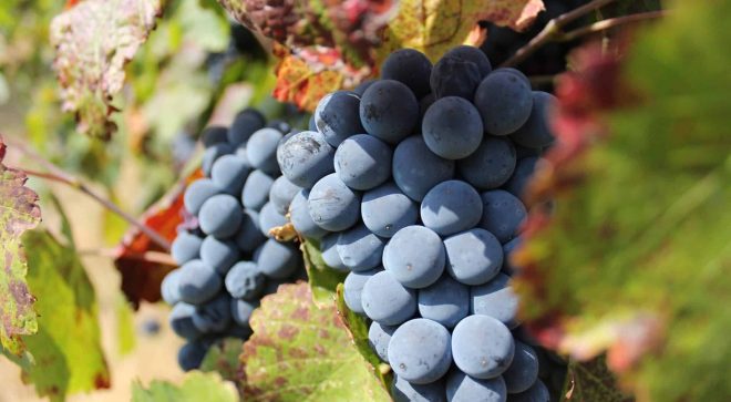 winery-vignoble-fattorio-moretto (30)