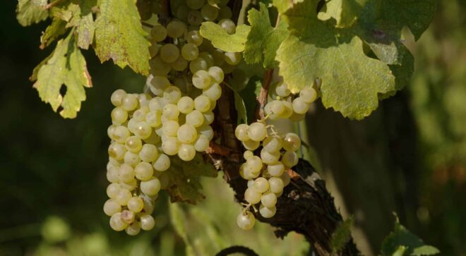 winery-vignoble-gini-image-17