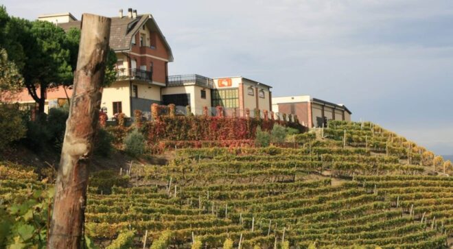 winery-vignoble-il-falchetto