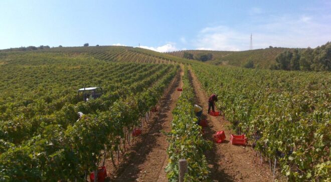 winery-vignoble-ippolito-1845-10