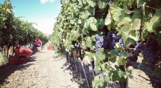winery-vignoble-ippolito-1845-11