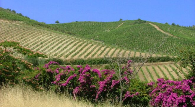 winery-vignoble-ippolito-1845-2