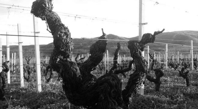 winery-vignoble-ippolito-1845-5