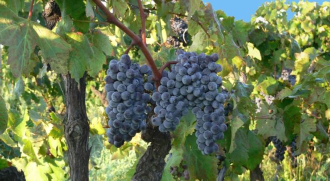 winery-vignoble-ippolito-1845-7