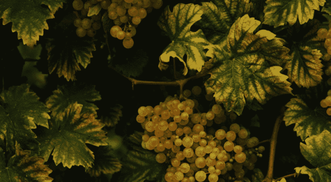 winery-vignoble-le-colture-1