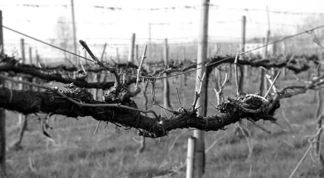 winery-vignoble-lusvardi-wine-srl-6