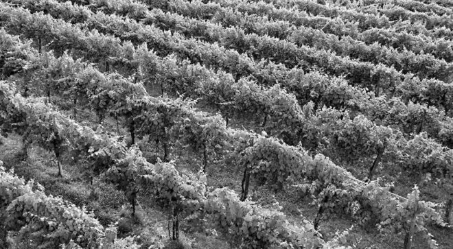 winery-vignoble-lusvardi-wine-srl-9