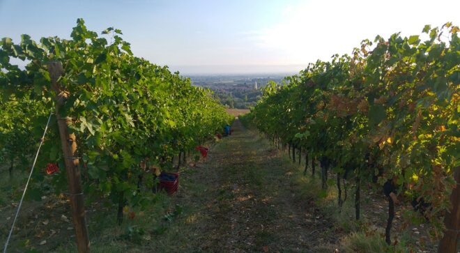 winery-vignoble-manaresi-4
