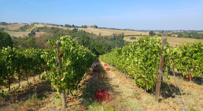 winery-vignoble-manaresi-5