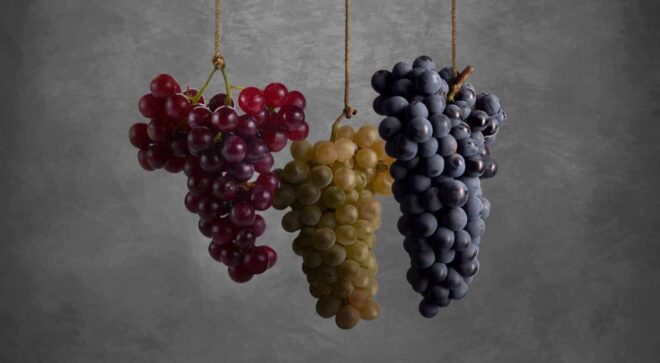 winery-vignoble-piera-martellozo-3