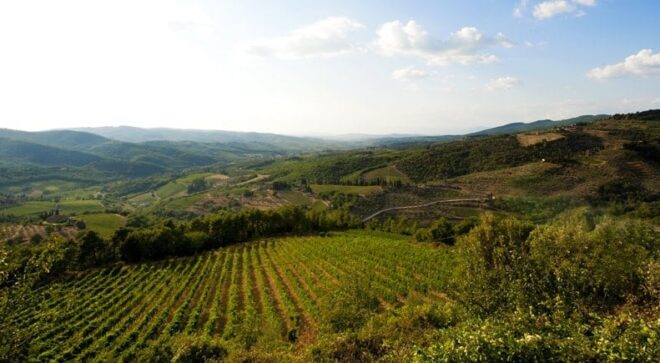 winery-vignoble-podere-castellinuzza-14