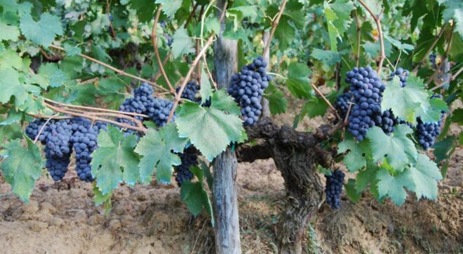 winery-vignoble-podere-castellinuzza-6