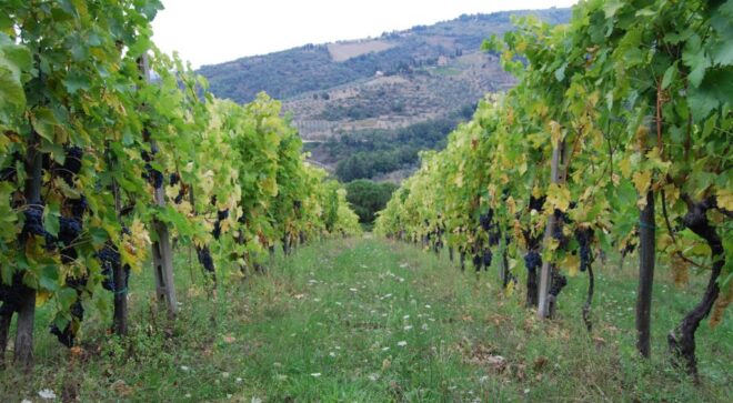 winery-vignoble-podere-castellinuzza