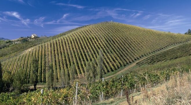 winery-vignoble-podere-riosto-4